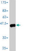 Monoclonal Anti-CRX antibody produced in mouse clone F6-C2, purified immunoglobulin, buffered aqueous solution
