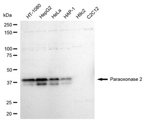KD-Validated Anti Paraoxonase 2 Antibody, clone 24GB1035, Rabbit Monoclonal clone 24GB1035, recombinant rabbit monoclonal, expressed in HEK293 cells