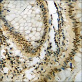 抗-磷酸化-Caspase 8 (pTyr380) 兔抗 affinity isolated antibody