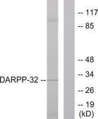 Anti-DARPP-32 antibody produced in rabbit affinity isolated antibody
