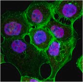 Anti-Caspase 3 Antibody from rabbit, purified by affinity chromatography