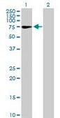 Anti-ZNF319 antibody produced in mouse IgG fraction of antiserum, buffered aqueous solution