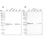 Anti-GLOD4 antibody produced in rabbit Prestige Antibodies&#174; Powered by Atlas Antibodies, affinity isolated antibody, buffered aqueous glycerol solution, Ab2