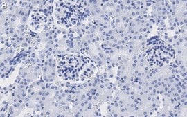 Anti-DNA G-quadruplex (G4) Antibody, clone 1H6 ZooMAb&#174; Mouse Monoclonal recombinant, expressed in HEK 293 cells