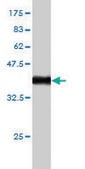 Monoclonal Anti-POU4F3 antibody produced in mouse clone 5B8, purified immunoglobulin, buffered aqueous solution