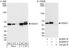 Rabbit anti-HDAC1 Antibody, Affinity Purified Powered by Bethyl Laboratories, Inc.