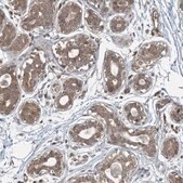 Anti-PPM1F antibody produced in rabbit Prestige Antibodies&#174; Powered by Atlas Antibodies, affinity isolated antibody, buffered aqueous glycerol solution