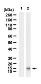 Anti-p-Histone H3.3 (S31) Antibody, clone 2I12 ZooMAb&#174; Rabbit Monoclonal recombinant, expressed in HEK 293 cells