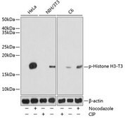 Anti-Phospho-Histone H3-T3 antibody produced in rabbit
