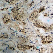 Anti-phospho-Myc (pThr358) antibody produced in rabbit affinity isolated antibody
