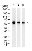 Anti-COX-1 Antibody, clone 1H8-L2 ZooMAb&#174; Rabbit Monoclonal recombinant, expressed in HEK 293 cells