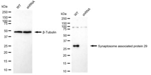 KD-Validated Anti Synaptosome Associated Protein 29 Antibody, clone 24GB1855, Rabbit Monoclonal clone 24GB1855, recombinant rabbit monoclonal, expressed in HEK293 cells