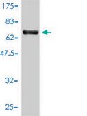 Monoclonal Anti-SSB antibody produced in mouse clone 1D6-H5, purified immunoglobulin, buffered aqueous solution