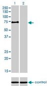 Monoclonal Anti-MYST2 antibody produced in mouse clone 2G5, purified immunoglobulin, buffered aqueous solution