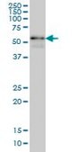 Monoclonal Anti-ZNF289 antibody produced in mouse clone 4B3, purified immunoglobulin, buffered aqueous solution