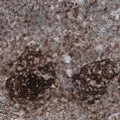 Monoclonal Anti-FCER2 antibody produced in mouse Prestige Antibodies® Powered by Atlas Antibodies, clone CL12435, purified immunoglobulin, buffered aqueous glycerol solution