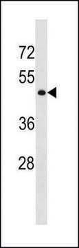 ANTI-GPR78 (CENTER) antibody produced in rabbit IgG fraction of antiserum, buffered aqueous solution