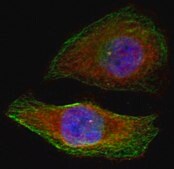Anti-Phospho-ERK1-T202 antibody produced in rabbit