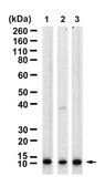 Anti-CXCL1/GRO&#945; Antibody, clone 2J19 ZooMAb&#174; Rabbit Monoclonal recombinant, expressed in HEK 293 cells