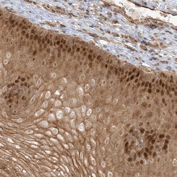 Anti-NAF1 antibody produced in rabbit Prestige Antibodies&#174; Powered by Atlas Antibodies, affinity isolated antibody, buffered aqueous glycerol solution