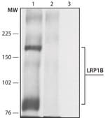 Anti-LRP1B (C-terminal region) antibody produced in rabbit ~1.5 mg/mL, affinity isolated antibody