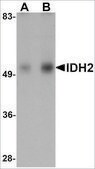 Anti-IDH2 antibody produced in rabbit affinity isolated antibody, buffered aqueous solution