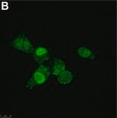 Anti-SNAI1 Antibody, clone 1F16 ZooMAb&#174; Rabbit Monoclonal recombinant, expressed in HEK 293 cells