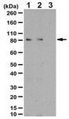 Anti-phospho PSD95 Antibody (Thr19) from rabbit, purified by affinity chromatography