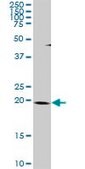 Anti-THAP1 antibody produced in rabbit purified immunoglobulin, buffered aqueous solution