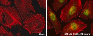 Monoclonal Anti-HIF2 alpha antibody produced in mouse clone GT125, affinity isolated antibody