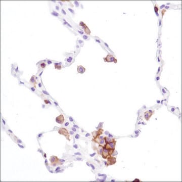 Anti-CD16A antibody, Rabbit monoclonal recombinant, expressed in proprietary host, clone SP189, affinity isolated antibody