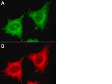 LentiBrite EB3-GFP Lentiviral Biosensor