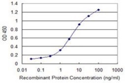 Monoclonal Anti-DAPK2, (C-terminal) antibody produced in mouse clone 1A2, purified immunoglobulin, buffered aqueous solution