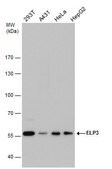 Monoclonal Anti-ELP3 antibody produced in mouse clone GT11811, affinity isolated antibody