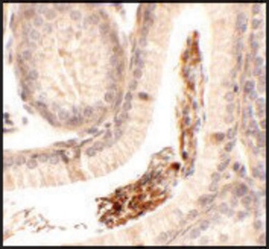 Anti-SPATA1 antibody produced in rabbit affinity isolated antibody