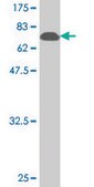 Monoclonal Anti-BAG5 antibody produced in mouse clone 1E3, purified immunoglobulin, buffered aqueous solution