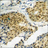 Anti-phospho-eIF4E (pSer209) antibody produced in rabbit affinity isolated antibody