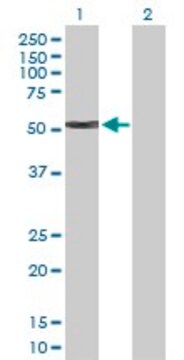 Anti-KRT4 antibody produced in rabbit purified immunoglobulin, buffered aqueous solution