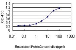 Monoclonal Anti-C9orf86 antibody produced in mouse clone 2E11-1F10, purified immunoglobulin, buffered aqueous solution