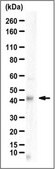 Anti-CGI-58 Antibody serum, from rabbit