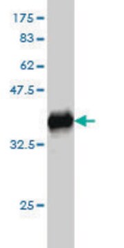 Monoclonal Anti-GEM antibody produced in mouse clone 4B12, purified immunoglobulin, buffered aqueous solution