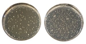MUP Selective Supplement For the preparation of TOS-MUP agar, For the enumeration of Bifidobacteria