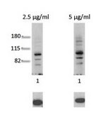 Anti-AHR (AB1) antibody produced in rabbit IgG fraction of antiserum