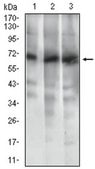 Anti-ABCG5, clone 1B5E10 Antibody clone 1B5E10, from mouse