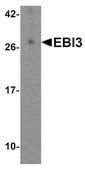 Anti-EBI3 (ab1) antibody produced in rabbit affinity isolated antibody, buffered aqueous solution