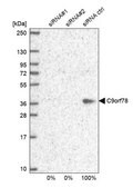 Anti-C9orf78 antibody produced in rabbit Prestige Antibodies&#174; Powered by Atlas Antibodies, affinity isolated antibody, buffered aqueous glycerol solution, Ab2
