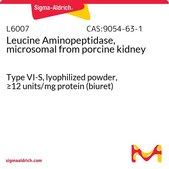 Leucine Aminopeptidase, microsomal from porcine kidney Type VI-S, lyophilized powder, ≥12 units/mg protein (biuret)