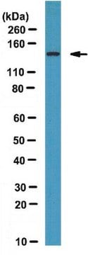 Anti-FHOD1 Antibody from rabbit