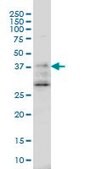 Monoclonal Anti-DNAJB2 antibody produced in mouse clone 2C9, purified immunoglobulin, buffered aqueous solution