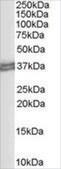 Anti-CD274/PD-L1 antibody produced in goat affinity isolated antibody, buffered aqueous solution